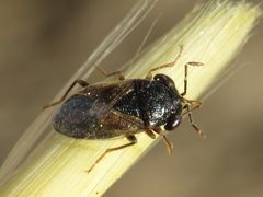 Geocoris pallidipennis