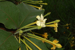 Tocoyena formosa