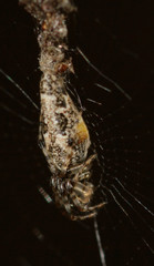 Cyclosa caroli