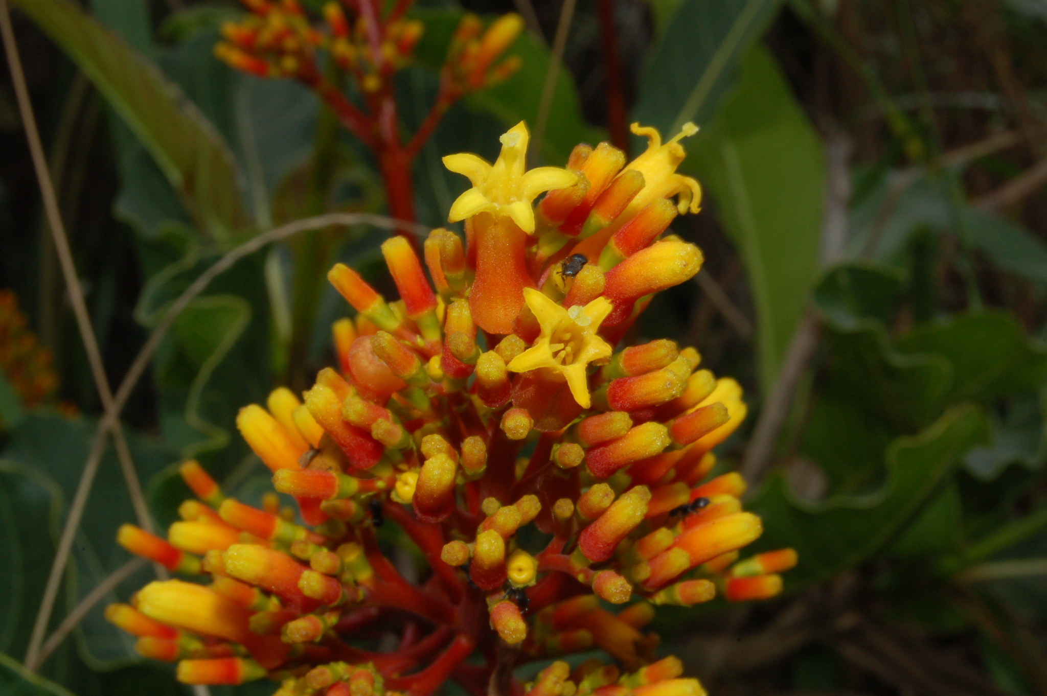 Palicourea rigida