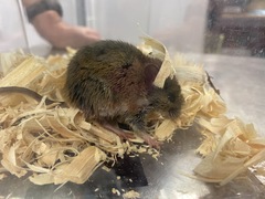 Oryzomys palustris