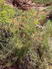 Castilleja linariifolia