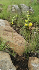Albuca shawii