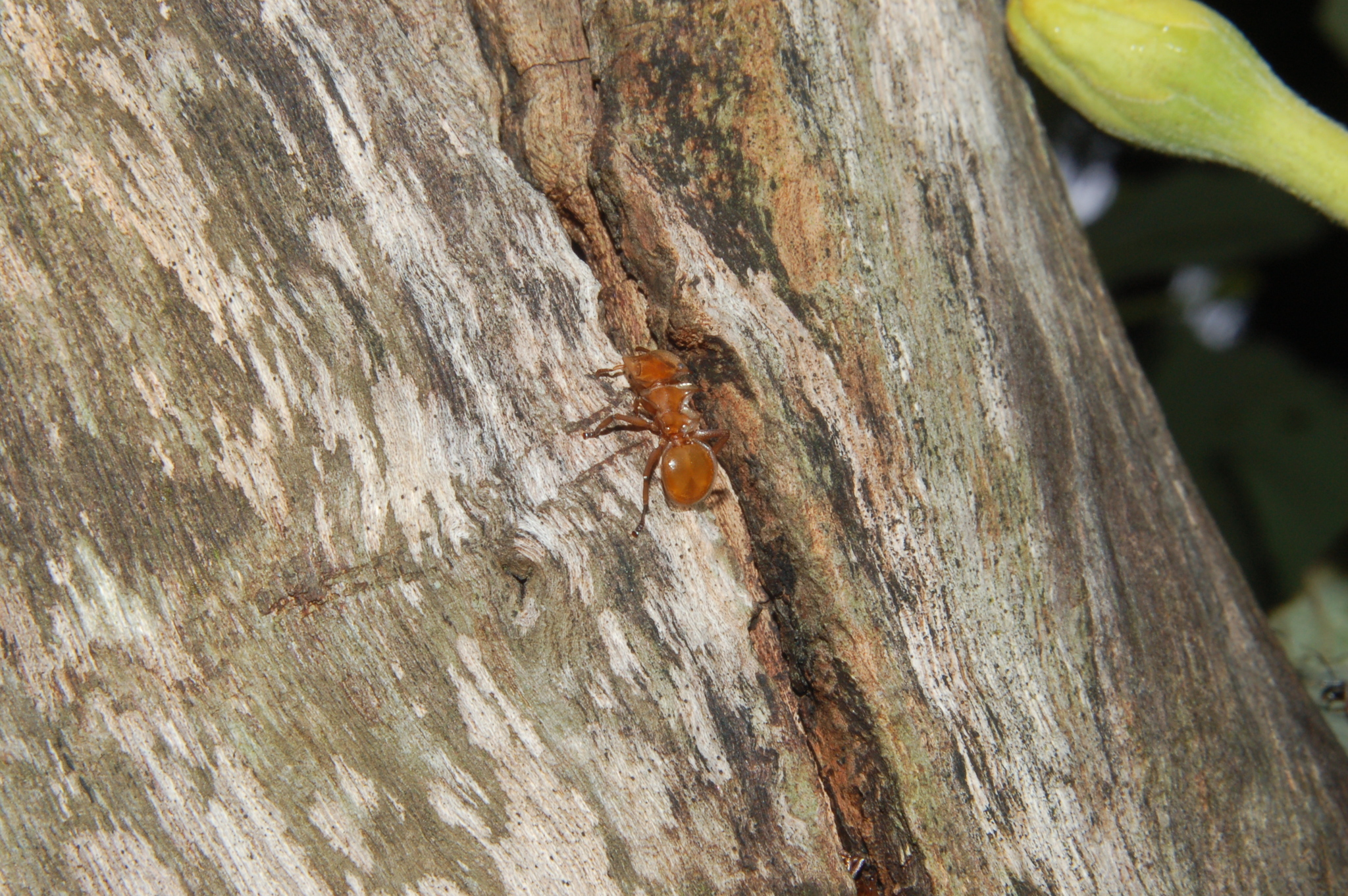 Cephalotes clypeatus