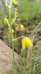 Albuca shawii