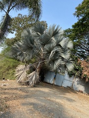 Bismarckia