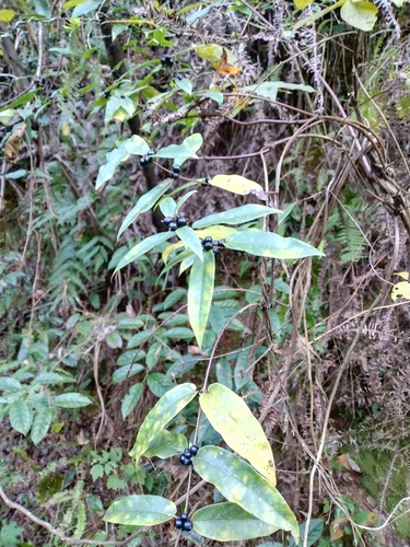 Lasianthus japonicus