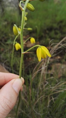 Albuca shawii