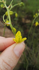 Albuca shawii