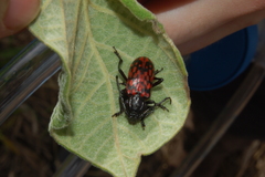 Poecilopeplus haemopterus