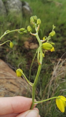 Albuca shawii