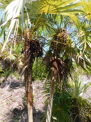 Coccothrinax readii