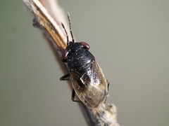 Geocoris pallidipennis
