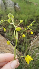 Albuca shawii