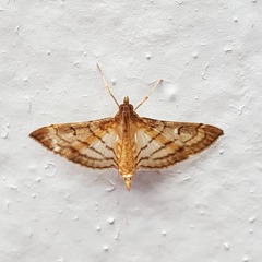 Marasmia trapezalis