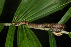 Atractus major