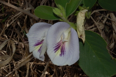 Clitoria densiflora