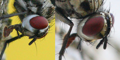 Eustalomyia
