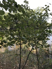 Populus balsamifera balsamifera