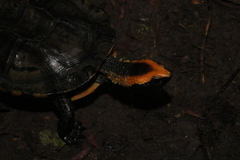 Platemys platycephala