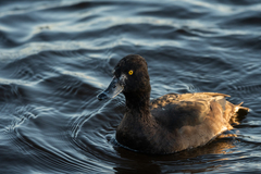 Aythya fuligula
