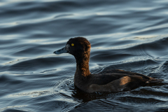 Aythya fuligula