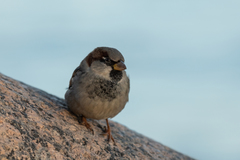 Passer domesticus