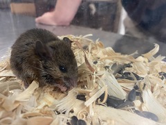 Oryzomys palustris