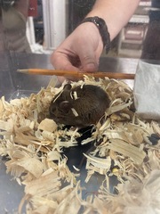 Oryzomys palustris