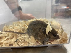 Oryzomys palustris
