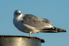 Larus canus