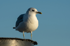 Larus canus