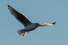 Larus argentatus