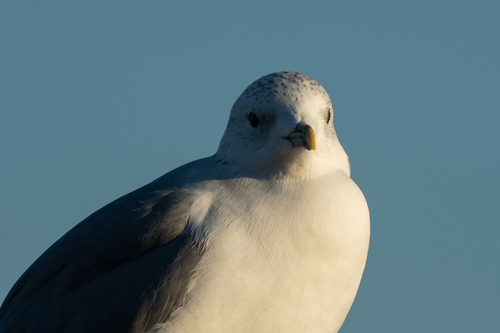 Common Gull, photo 9 of 10