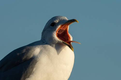Common Gull, photo 8 of 10