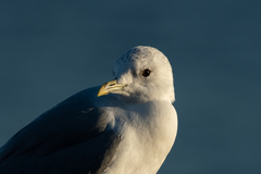 Larus canus