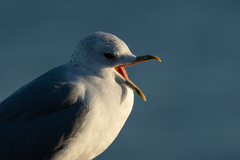Larus canus