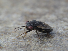 Geocoris pallidipennis
