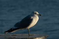 Larus canus