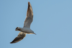 Chroicocephalus ridibundus