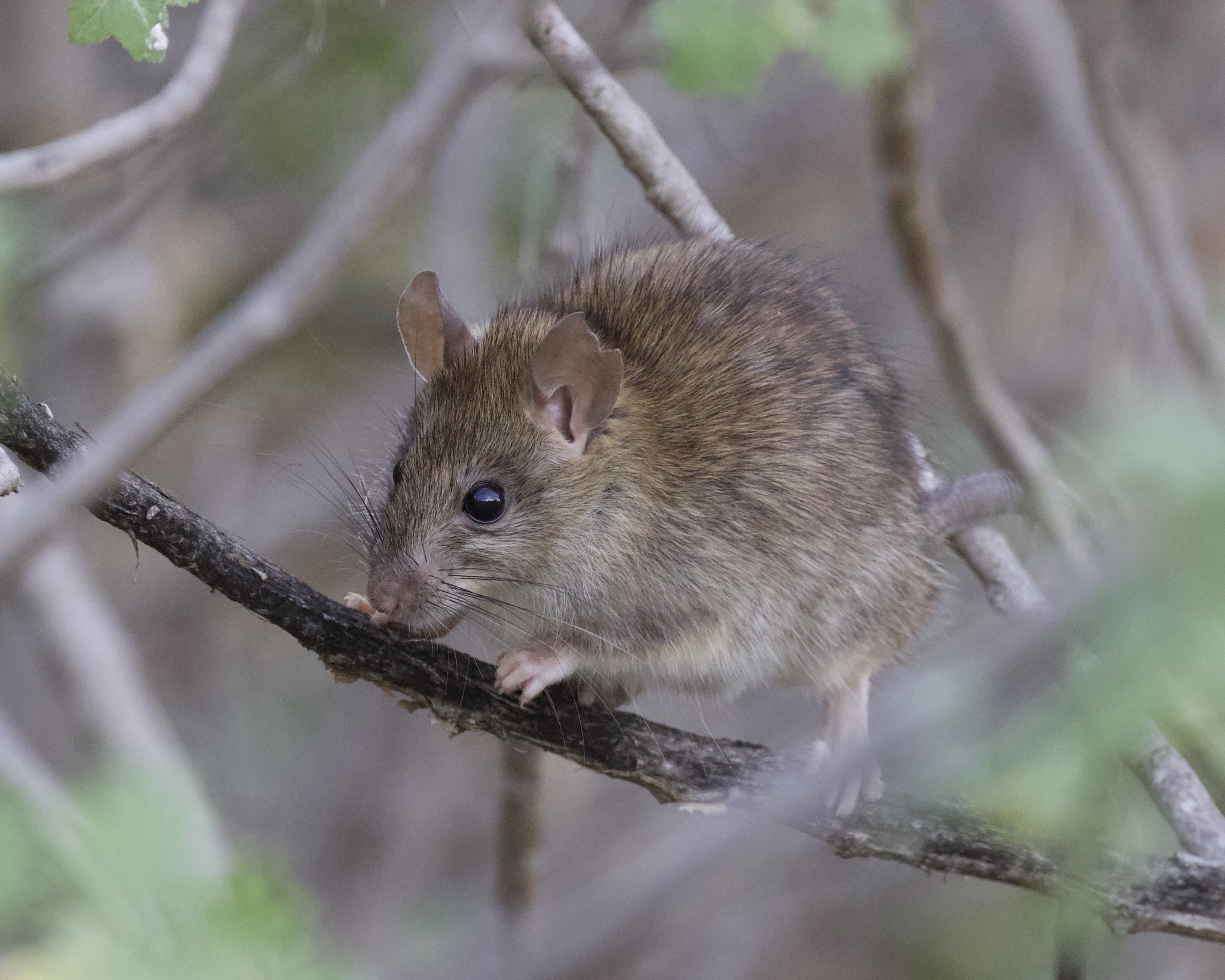 Black Rat (Rattus rattus) · iNaturalist