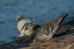 Columba livia domestica
