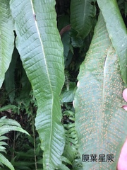 Microsorum membranaceum