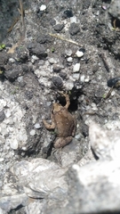 Microhyla gadjahmadai