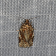 Archips mortuana