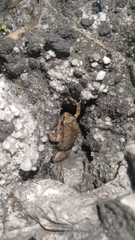 Microhyla gadjahmadai