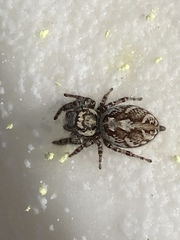 Phidippus pruinosus