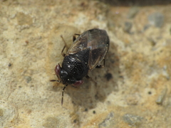 Geocoris pallidipennis