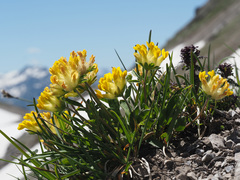 Anthyllis vulneraria alpestris