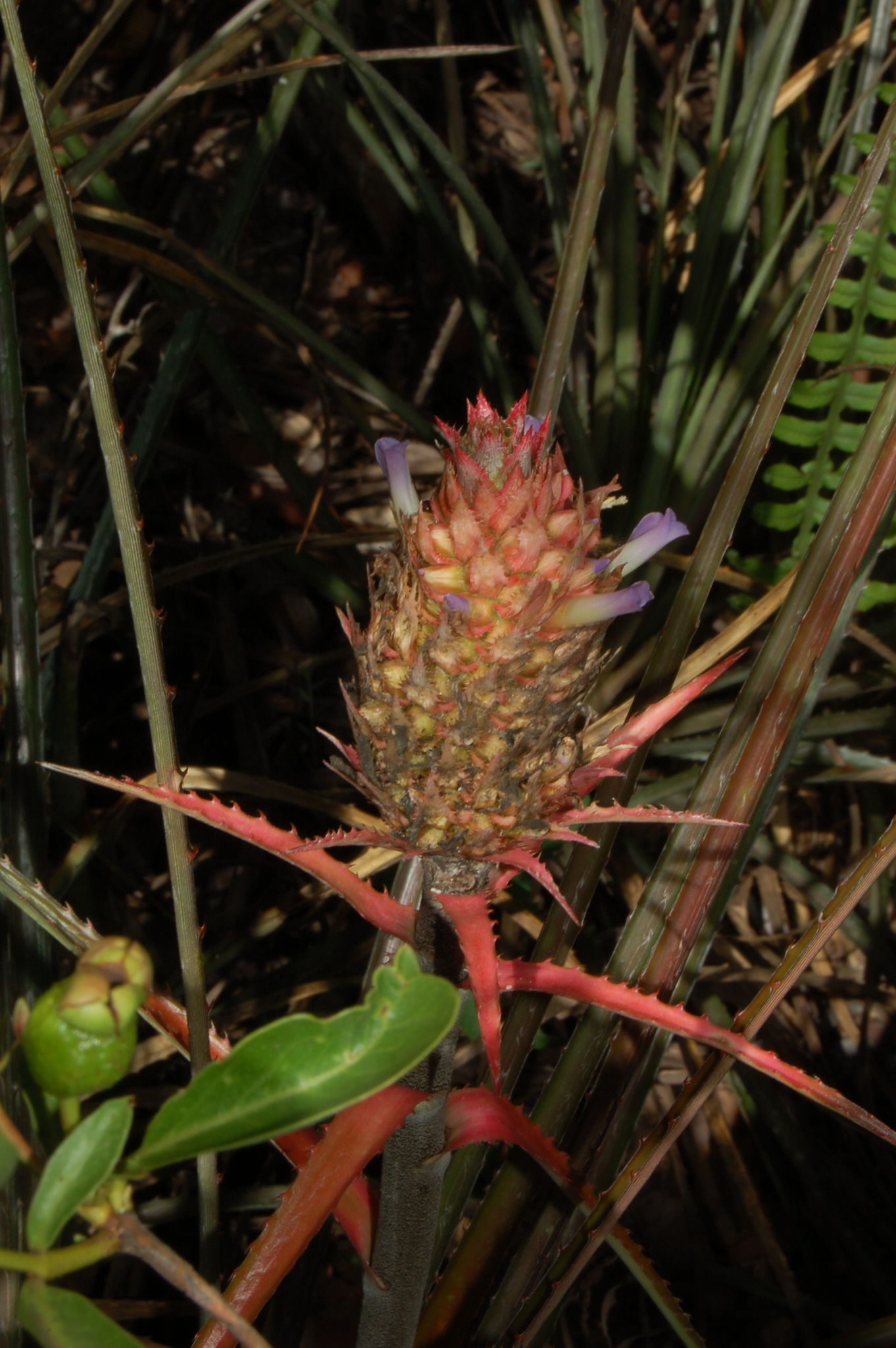 Ananas comosus
